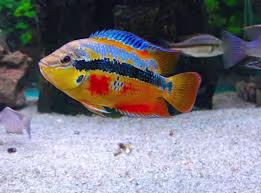 Salvini Cichlid
